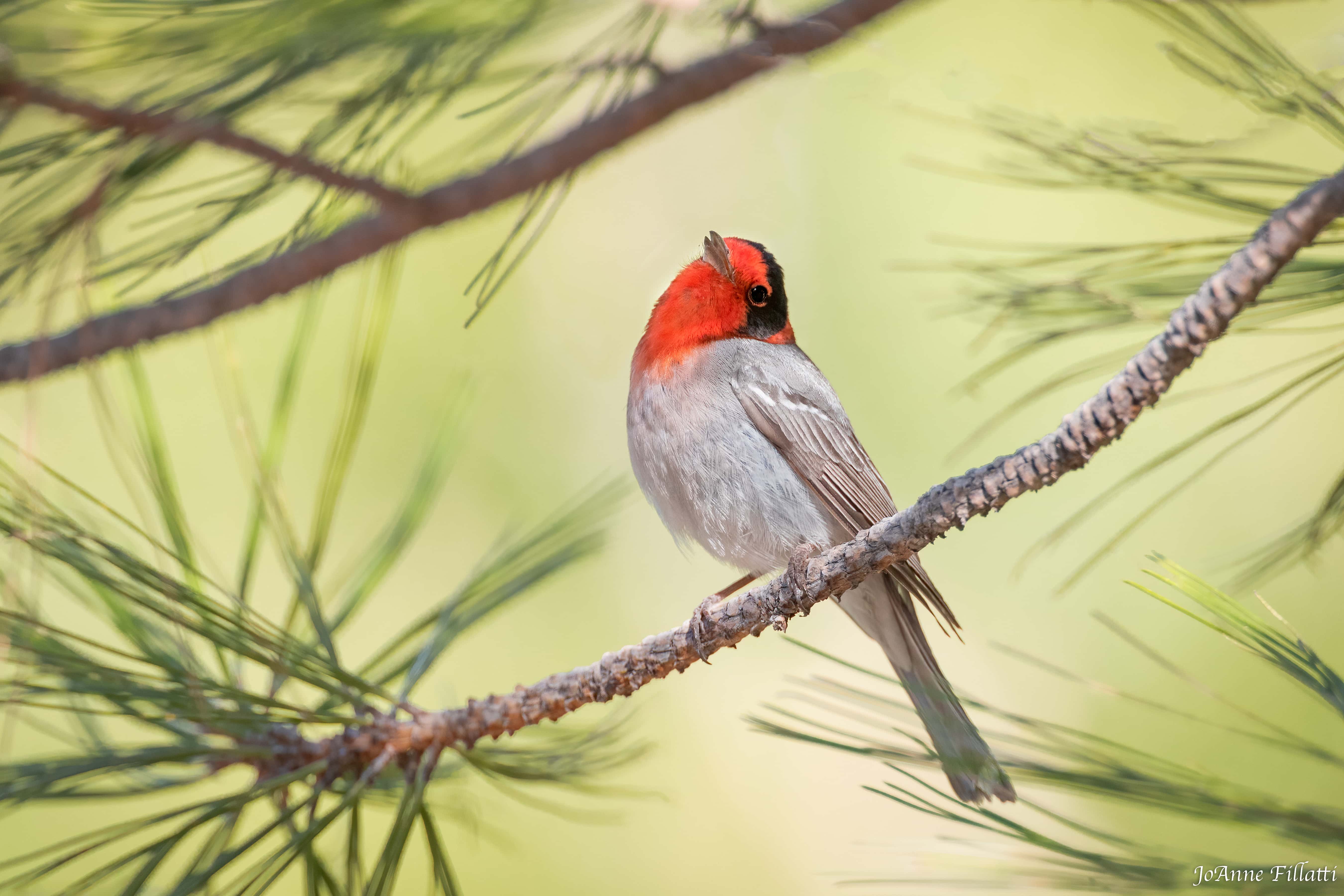 bird of arizona image 40